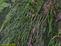 Haplopteris flexuosa