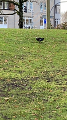 Gallinula chloropus