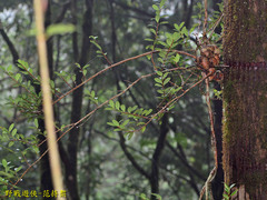 Vaccinium emarginatum