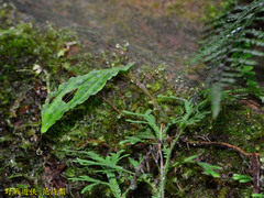Collabium formosanum