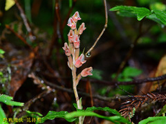 Goodyera foliosa