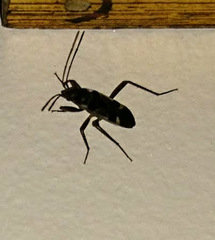 Dieuches maculicollis