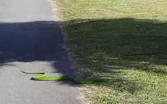 Dendroaspis angusticeps