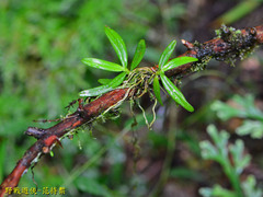 Thrixspermum formosanum