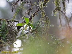 Thrixspermum formosanum