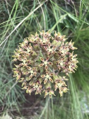Asclepias macropus