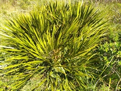 Aciphylla horrida