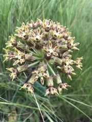 Asclepias macropus