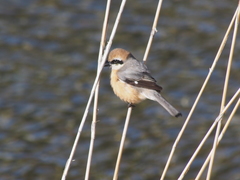 Lanius bucephalus