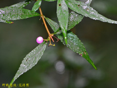 Callicarpa randaiensis