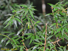 Callicarpa randaiensis