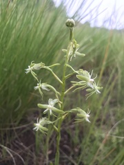 Habenaria humilior