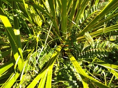 Aciphylla horrida