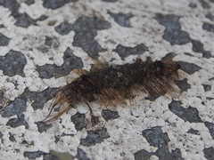 Paralebeda plagifera