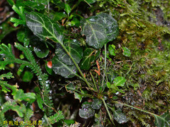 Shortia rotundifolia