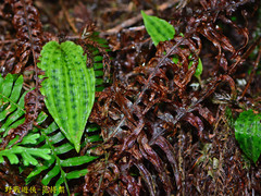 Collabium formosanum