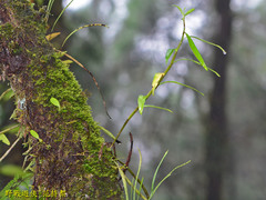 Dendrobium moniliforme