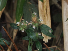 Lepidagathis incurva