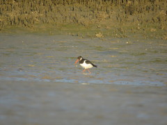 Haematopus ostralegus