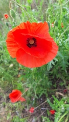 Papaver rhoeas