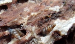 Clausilia