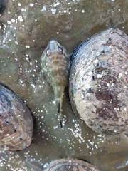 Diplocrepis puniceus