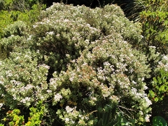 Olearia moschata