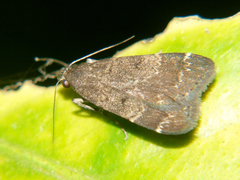 Hydrillodes uliginosalis