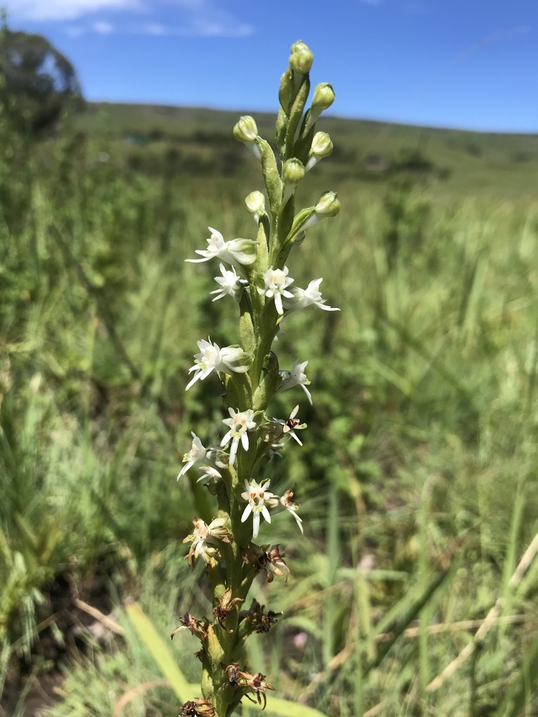 Habenaria dives