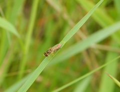Toxomerus floralis