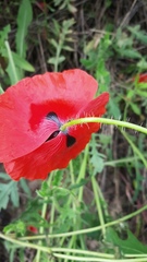 Papaver rhoeas