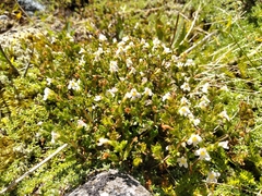Euphrasia australis