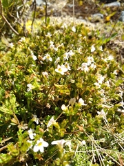 Euphrasia australis