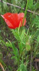 Papaver rhoeas
