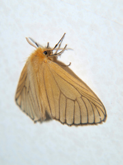 Cropera phlebitis