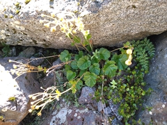 Geum cockaynei