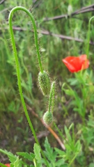 Papaver rhoeas