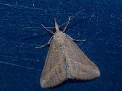 Hypena obacerralis