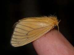 Cropera phlebitis