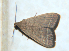 Simplicia extinctalis