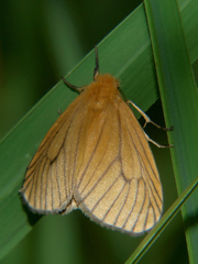 Cropera phlebitis