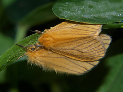 Cropera phlebitis