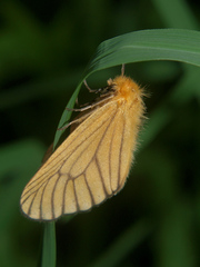 Cropera phlebitis