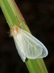 Olapa tavetensis