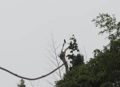 Corvus macrorhynchos colonorum