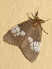 Palasea albimacula