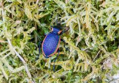 Carabus macleayi