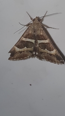 Grammodes