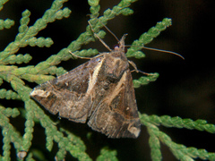 Hypena varialis
