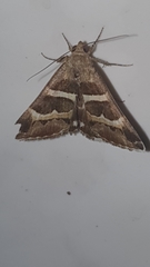 Grammodes